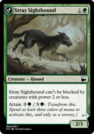 Stray Sighthound